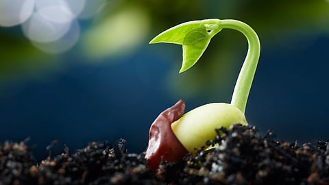 Seed