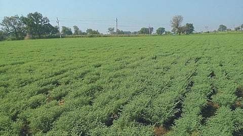 Pulses