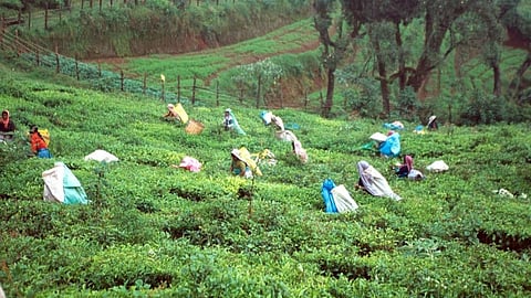 Tea Powder Production