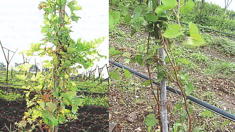 Grape Management