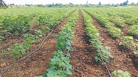 Emergency Crop Planning