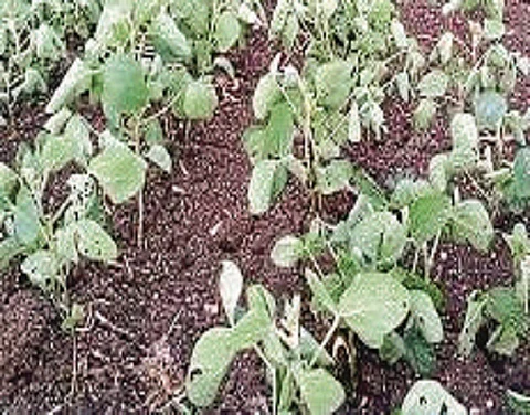 Kharif Crop