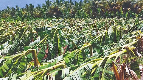 Banana Farm
