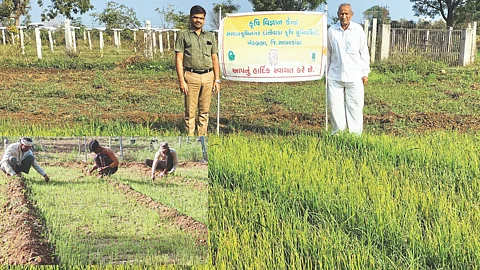 Onion Farming