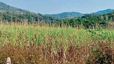 Sugarcane