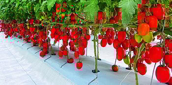 Israel Organic Farming