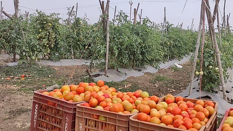 Tomato Rate : ९०० किलो टोमॅटोला मिळाले फक्त ३४ रुपये, ट्रॅक्टर घेण्याच्या स्वप्नाचा चुराडा