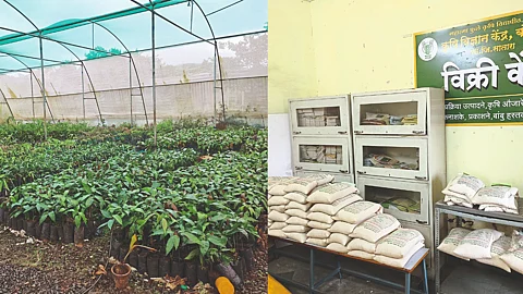 Seed Production