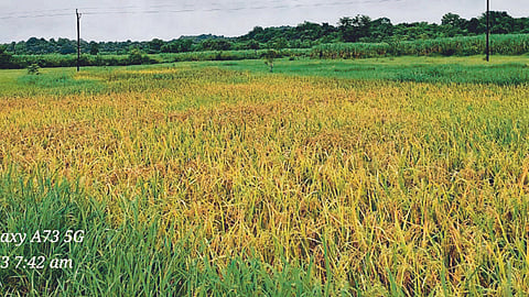 Paddy Farming