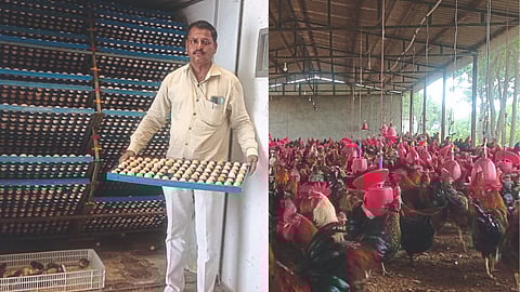Poultry Farming