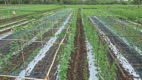 Crop Demonstration
