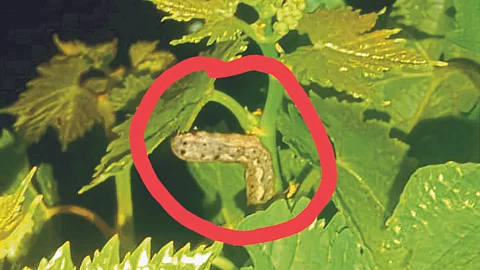 Grape Pest