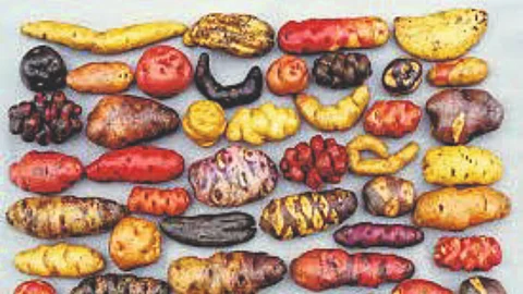 Super Potato Production