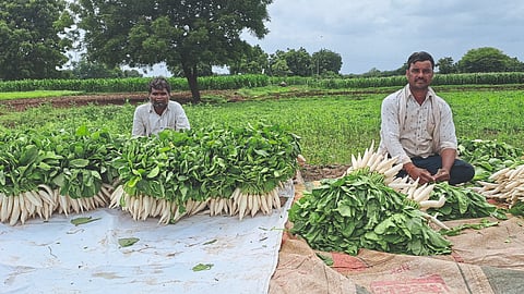 Vegetable Farming