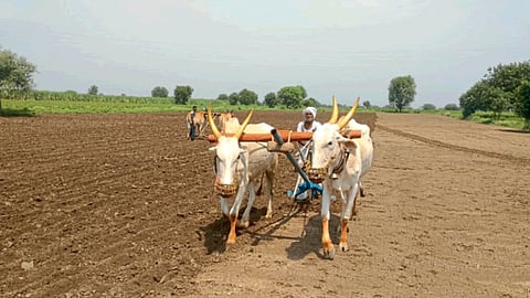 Rabi Sowing