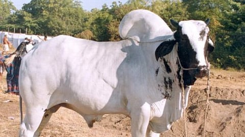 Devani Cow