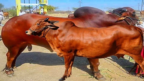 Red Kandhari