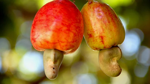 Cashew Farming