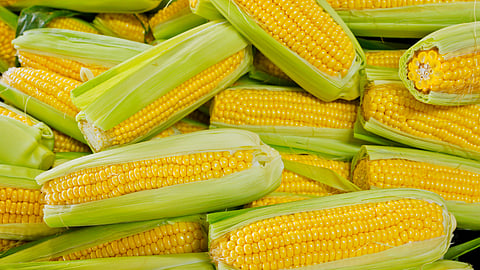 Sweet Corn