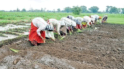 Onion Cultivation