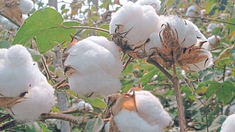 Cotton