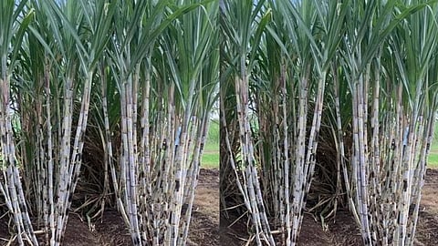 Sugarcane Variety
