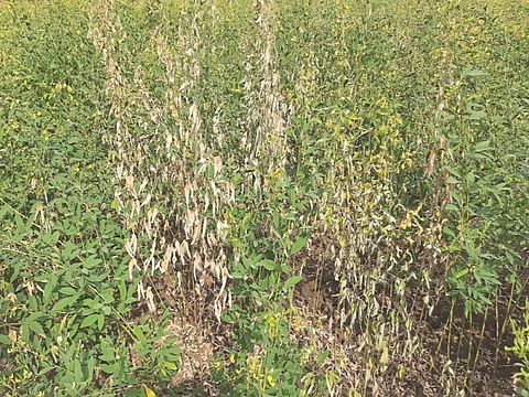 Tur crop