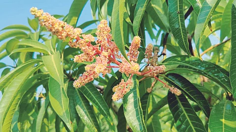 Kesar Mango
