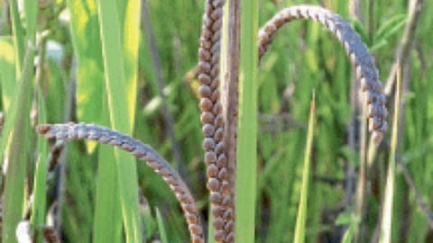 Kodo Millet Crop