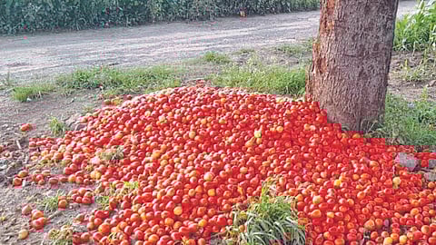 Tomato Market