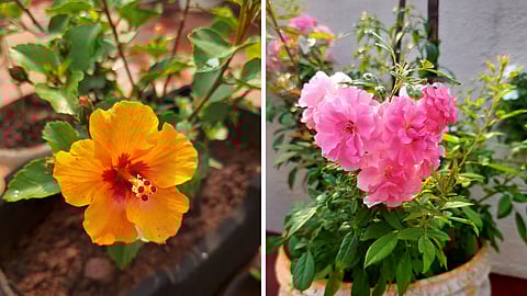 Hibiscus Flower