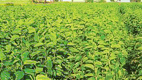 Mulberry Cultivation