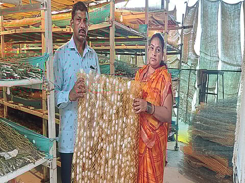 Silk Farming