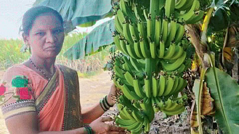 Banana Production