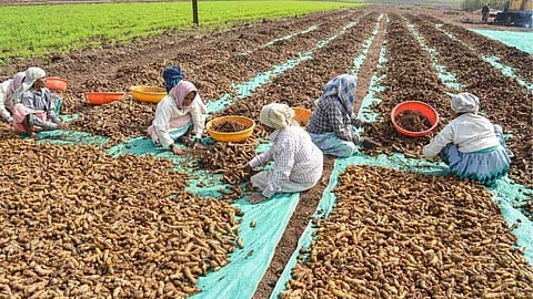 Turmeric Farming
