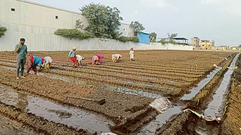 Onion Cultivation