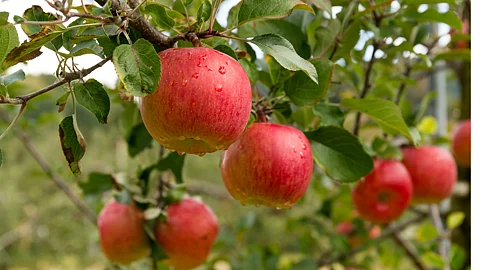 Apple Cultivation