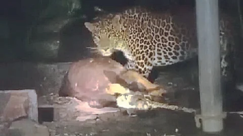 Leopard Attack