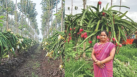 Draganfruit Farming