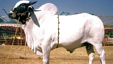 Devani Cow