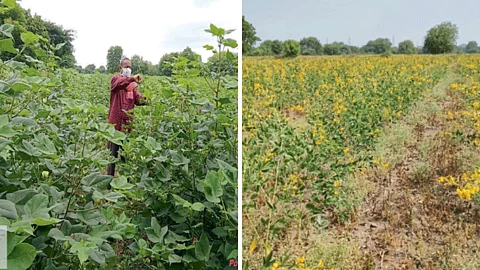 Zero Tillage Crops
