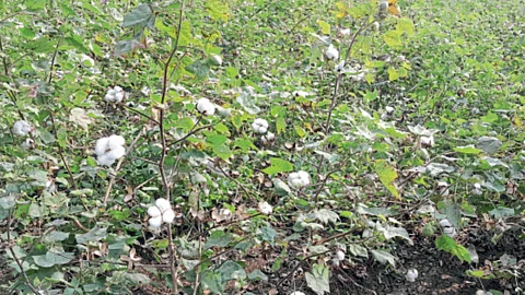 Cotton Crop