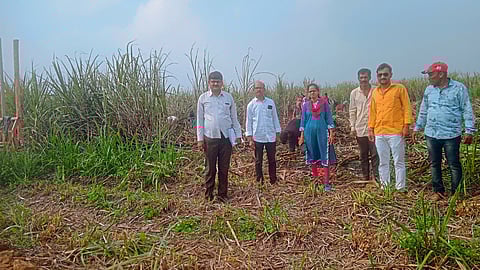 Sugarcane Fire