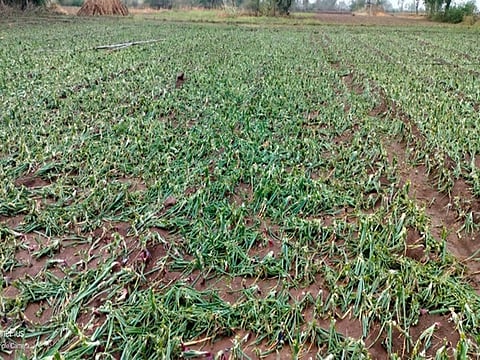 crop damage