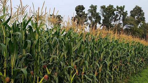 Maize Crop Cultivation