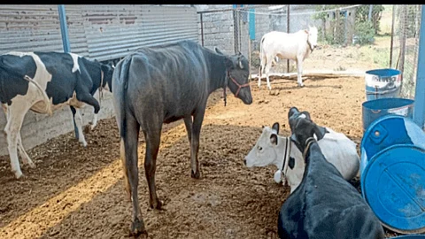 Milk Management
