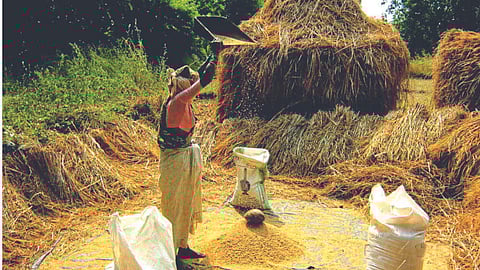 Paddy Harvesting