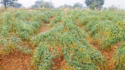 Crop Damage