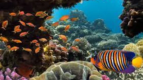 Biodiversity of Ocean