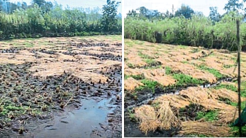 Paddy Crop Damage